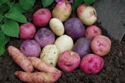 Selection of heritage varieties. Image: JBA