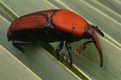 Red palm weevil adult. Image: AE Agro
