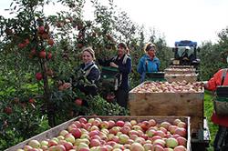 Investment: picking trains have been introduced on the Alan Firmin farm. Image: Alan Firmin