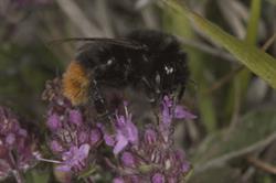 Vital pollinators: the collapse in bee populations has attracted a flurry of media coverage. Image: Jordans