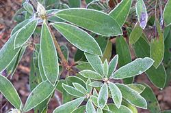 Frost: deciduous and woody perennials require winter frost to provide deep dormancy, which is being lost as the UK's average temperatures rise. Image: Geoff Dixon
