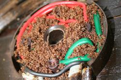 Asian super ant: attracted to electricity. Image: National Trust