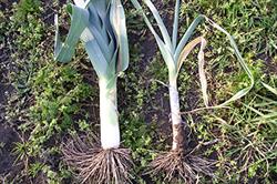 Treatment: a leek treated with Bayer's systemic fungicide Rudis (left) compared with an untreated leek. Image: Bayer