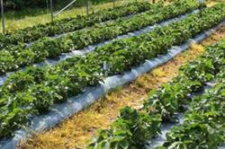 Strawberries are particularly vulnerable to insects and fungal spores - photo: HW