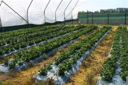 Strawberry crop trials at EMR. Image: HW Strawberry crop trials at EMR. Image: HW