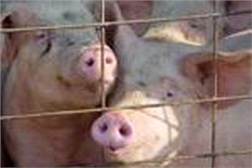 Swine flu