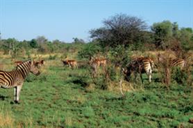 Scottish Life returns to South Africa for incentive