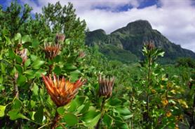 Kirstenbosch Botanical Gardens, Cape Town