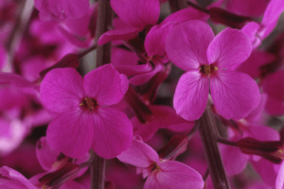 E. 'Bowles's Mauve' AGM. Image: Garden Picture Library