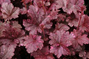 Heuchera 'Midnight Rose'  - photo: Terranova