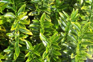 Euonymus japonicus 'Microphyllus Aureovariegatus' - photo: HW