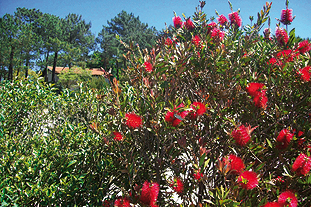 Callistemon citrinus - image: Flickr/Miluz