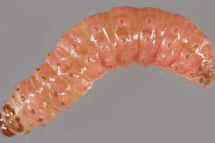 Late instar caterpillar of Leucinodes orbonalis - image: Crown Copyright