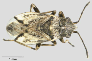 Adult Nysius huttoni collected by Nigel Cuming  - Image: James Turner - National Museum Wales
