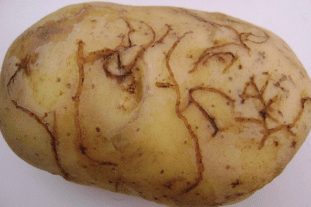 Potato tuber showing feeding damage by the larvae of a potato flea beetle - Image: Conceição Boavida Instituto Nacional de Recursos Biológicos, Portugal