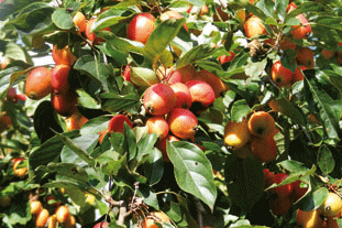 Malus John Downie. Image: Crown