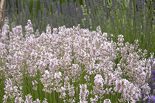 L. angustifolia 'Rosea'. Image: Downderry Nursery