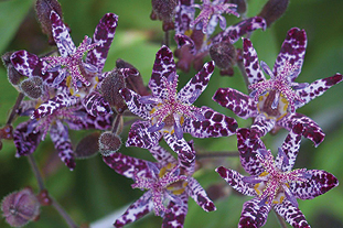 Tricyrtis formosana AGM - image: FlickR/Junichiro Aoyama