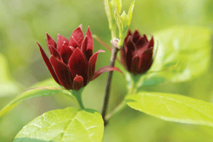 Calycanthus floridus. Image: Flickr Kuribo