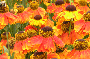 Helenium 'Luc'. Image: Special Perennials