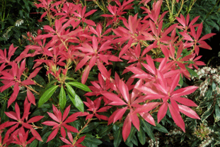 P. 'Forest Flame'. Image: HW