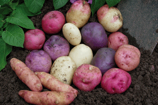 Selection of heritage varieties. Image: JBA