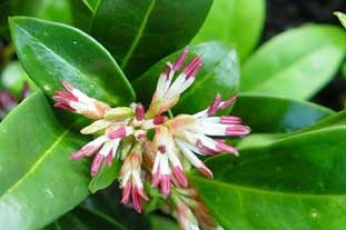 Sarococca hookeriana var. humilis - photo: Paul Whittaker/PW Plants