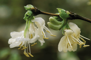 L. x purpusii 'Winter Beauty' AGM. Image: Garden Picture Library