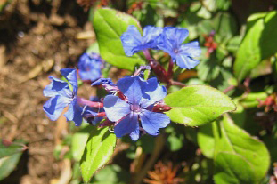 Ceratostigma plumbaginoides  - image: FlickR/Claire H