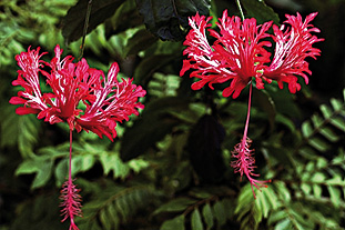 Hibiscus schizopetalus - image: FlickR-ZaggyJ