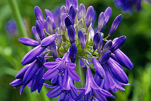 A. 'Bressingham Blue'. Image: Garden Picture Library