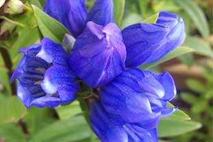 Gentiana makinoi 'Marsha' - photo: Graham Clarke
