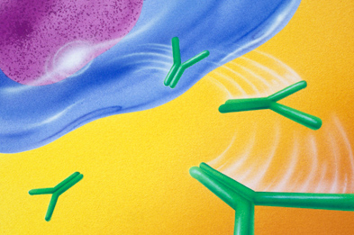 Belimumab acts on B cells. Autoantibodies produced by these cells contribute to the pathogenesis of lupus.