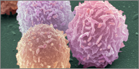 Could donor cell jabs cure cancer?