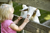 Visits to petting farms may come under new guidelines