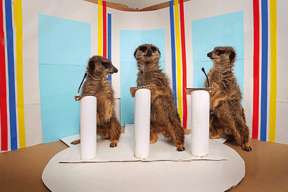 Animal centre owner Steve Rowlands used Meerkats to help children learn about the General Election - see below