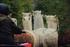 Honda UK C4 Sponsorship 'alpaca' by Wieden + Kennedy London