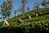 Target audience: tea pickers in Sri Lanka could share a phone