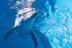 Visit St Petersburg Clearwater: famous for dolphins Visit St Petersburg Clearwater: famous for dolphins