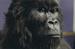 Cadbury Dairy Milk 'gorilla' by Fallon