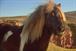 Socks: moonwalking Shetland pony stars in Three's ad to promote clip-sharing