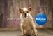 Petplan: relaunches brand with its biggest ad campaign to date