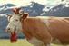 Kraft: reducing marketing investment in Milka brand