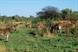 Scottish Life returns to South Africa for incentive