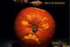 Hovis 'pumpkin' by JWT London