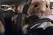 KIA 'hamsters' by David & Goliath
