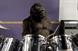 Cadbury 'Gorilla/Trucks mash-up' by Fallon