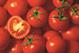 A Unique Child Nutrition: How to make the most of ... Tomatoes