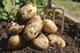 A Unique Child Nutrition: How to make the most of ... Potatoes
