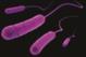 A Unique Child Health: A doctor's diary ... E. Coli A Unique Child Health: A doctor's diary ... E. Coli